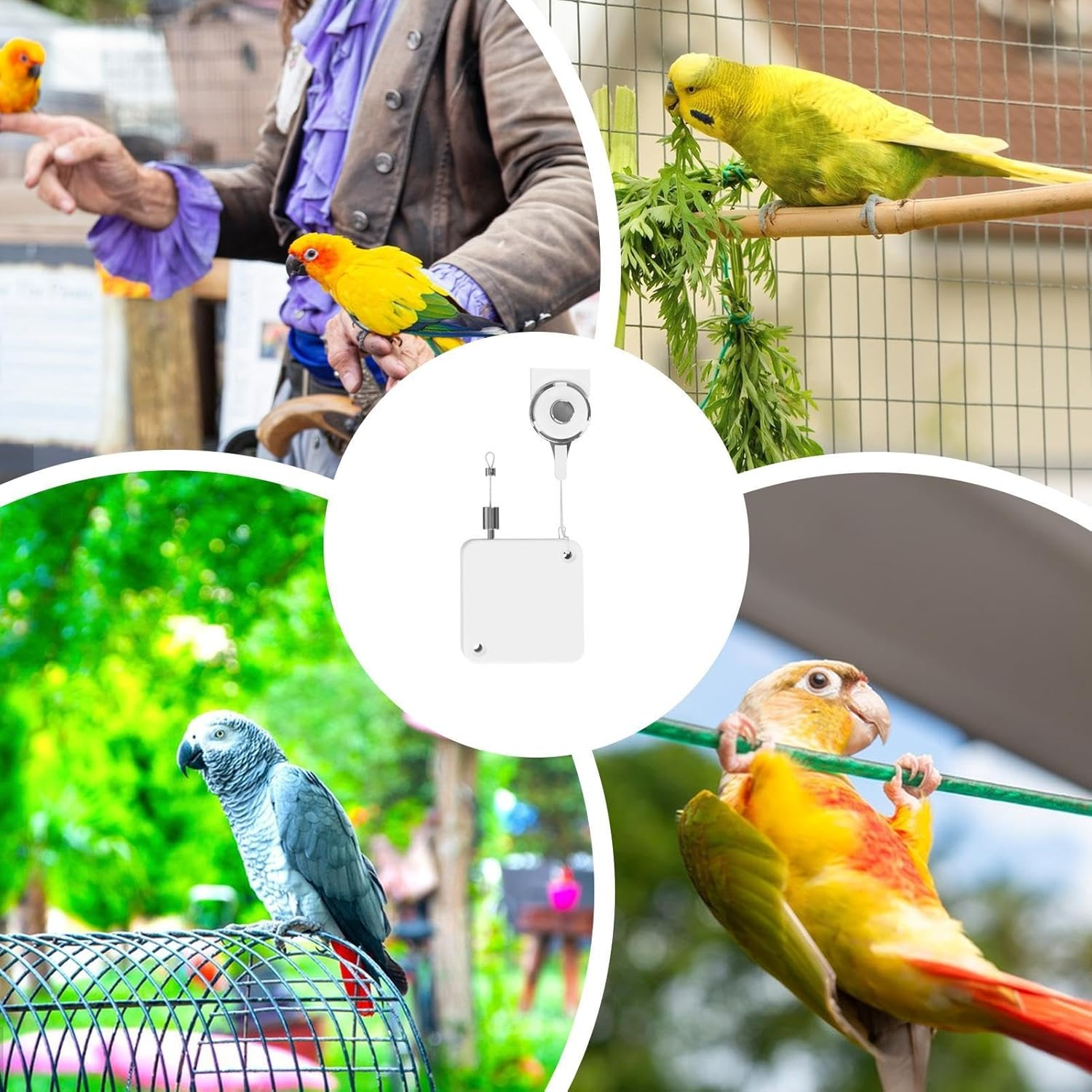 Cockatiel Harness and Leashes - 2M Portable Conures Bird Leashes - Soft Foot Ring Bird Flying Harness, Adjustable Traction Rope for Budgies, Cockatiels, Psittacula - White image number 6