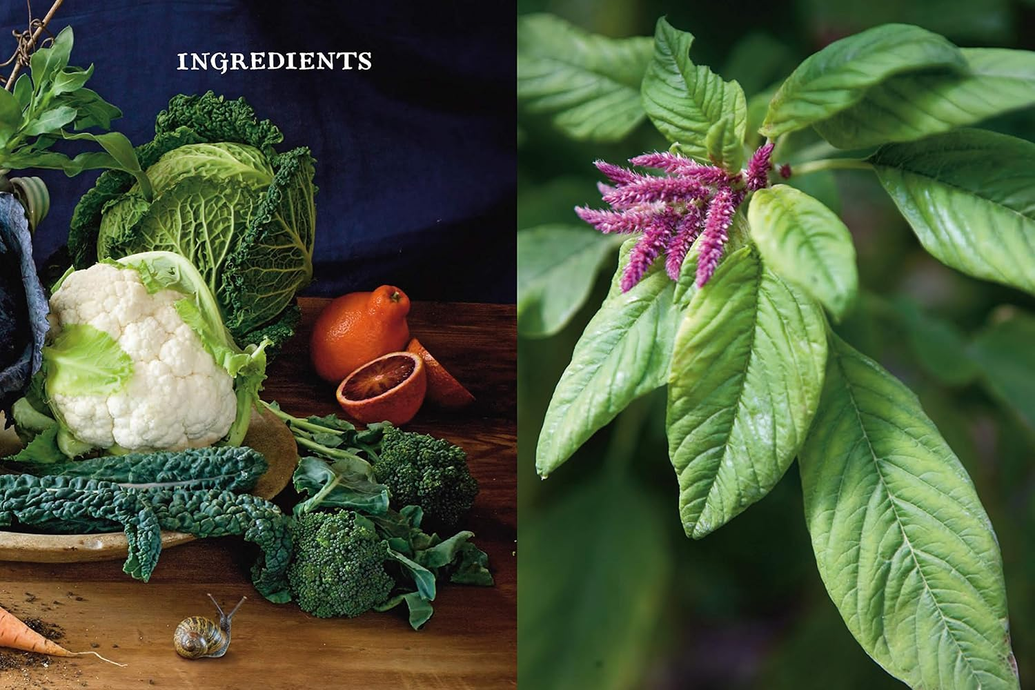 Stephanie Alexander'S Kitchen Garden Companion image number 4