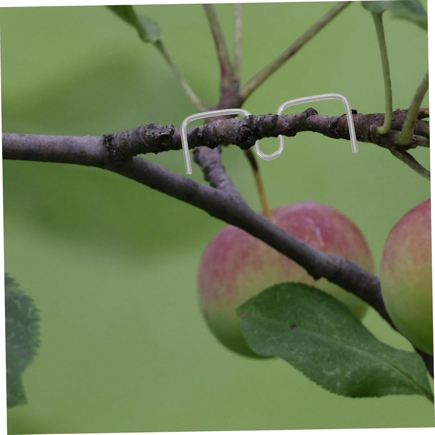 JOINPAYA Plant Branch Spreader and Bending Clamps for Fruit Trees Gardening 8Cm M-Shaped Branch Fixing Tools 50 Pieces for Tree Shaping and Support image number 2