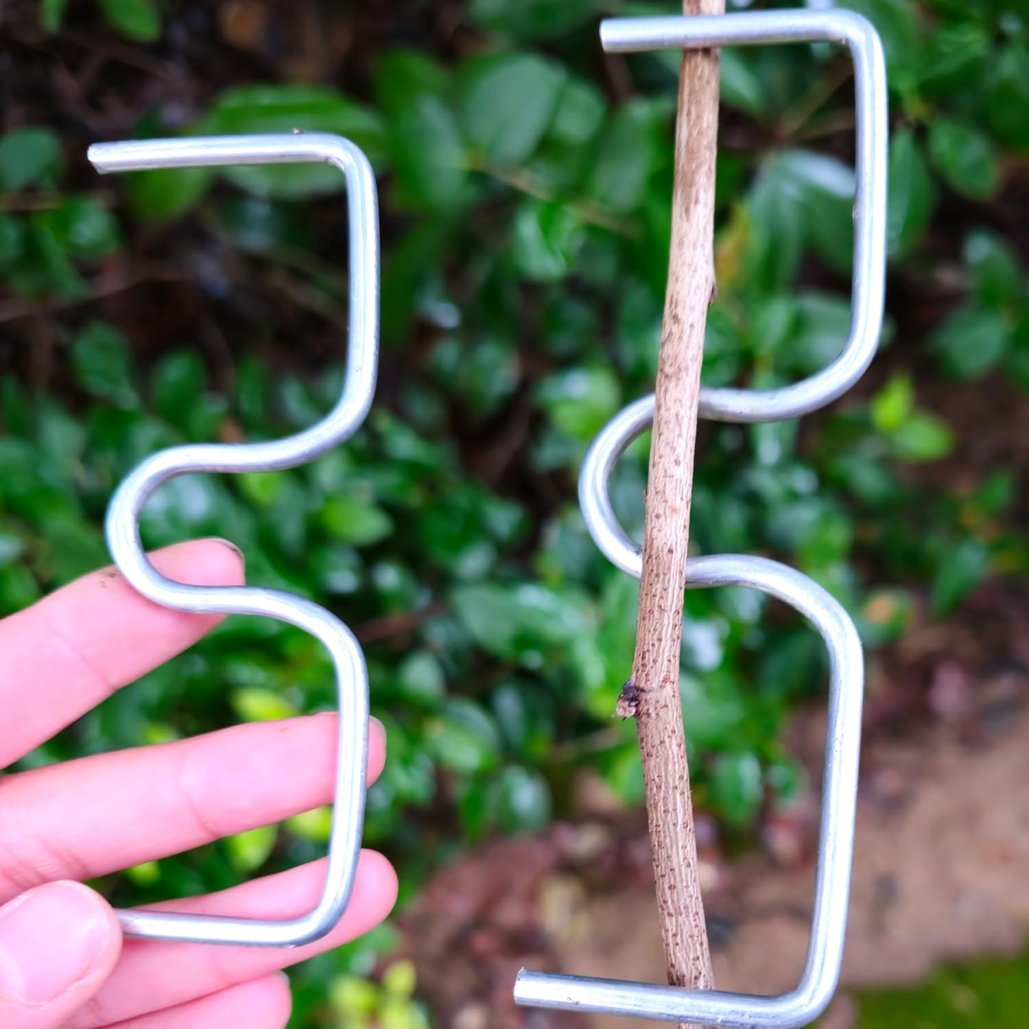 DAGUANZHI 15 Pcs Fruit Tree Branch Puller Tying Machine Farm Tools New Plum Tree Open Angle Pull Branch Stereotyped Branch Bending Tool Fruit Branch M-3.94(Inch) image number 5