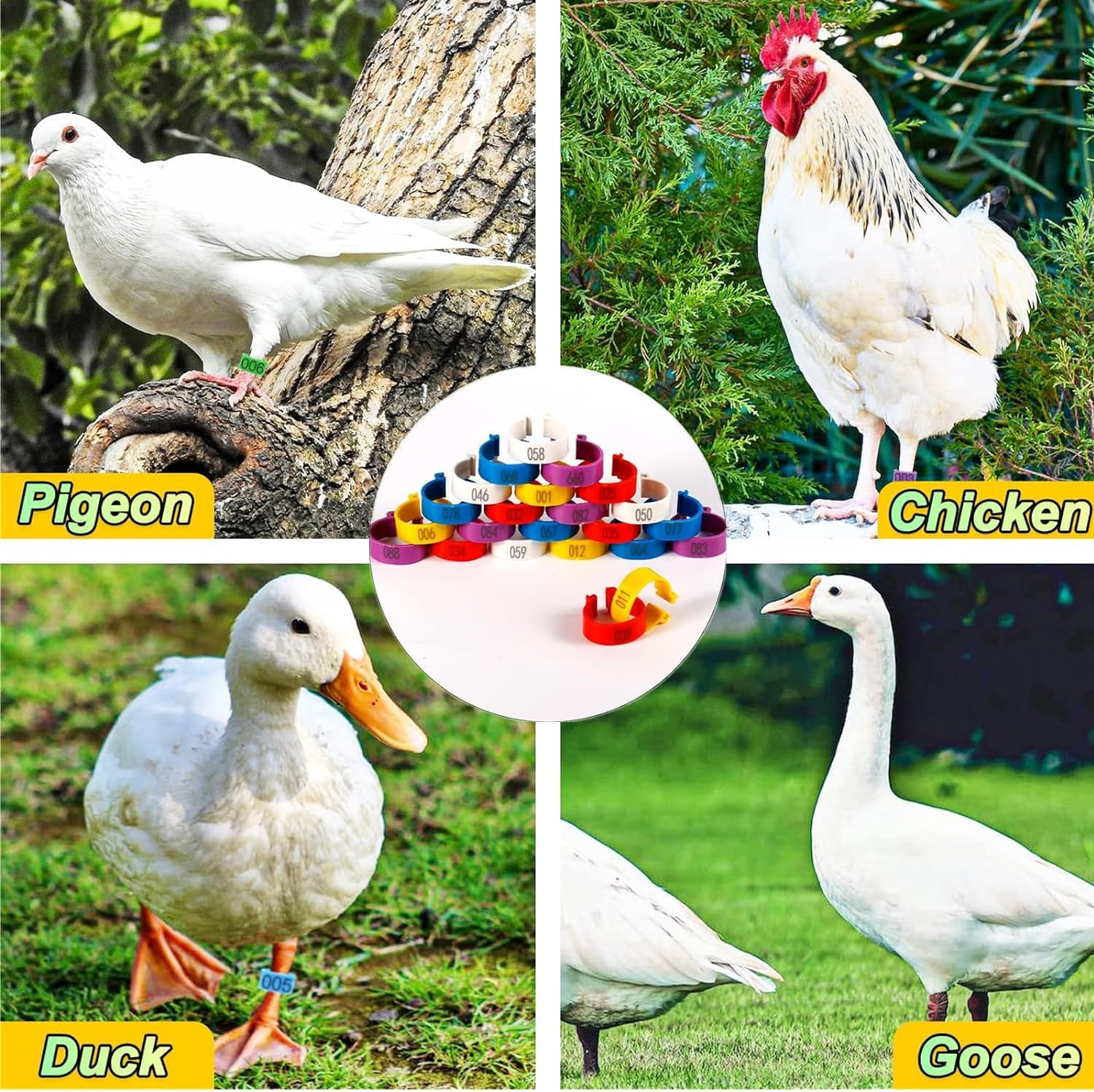 100 Pcs Chicken Leg Rings for Ducks, Pigeons, Guinea Pig, Goose - Numbered Poultry Foot Bands - Chicken Leg Marker Clips - Ideal for Easy Identification and Tracking (16Mm) image number 3