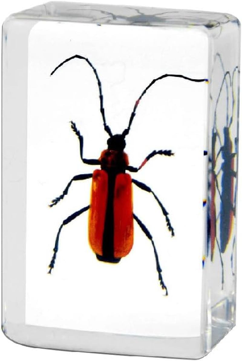 4Pcs Insect in Resin Specimen, Bug Preserved Specimen Collection Paperweights Resin Insects Various Insect Specimen for Office Office School Biology Science Teacher Education (Insect)