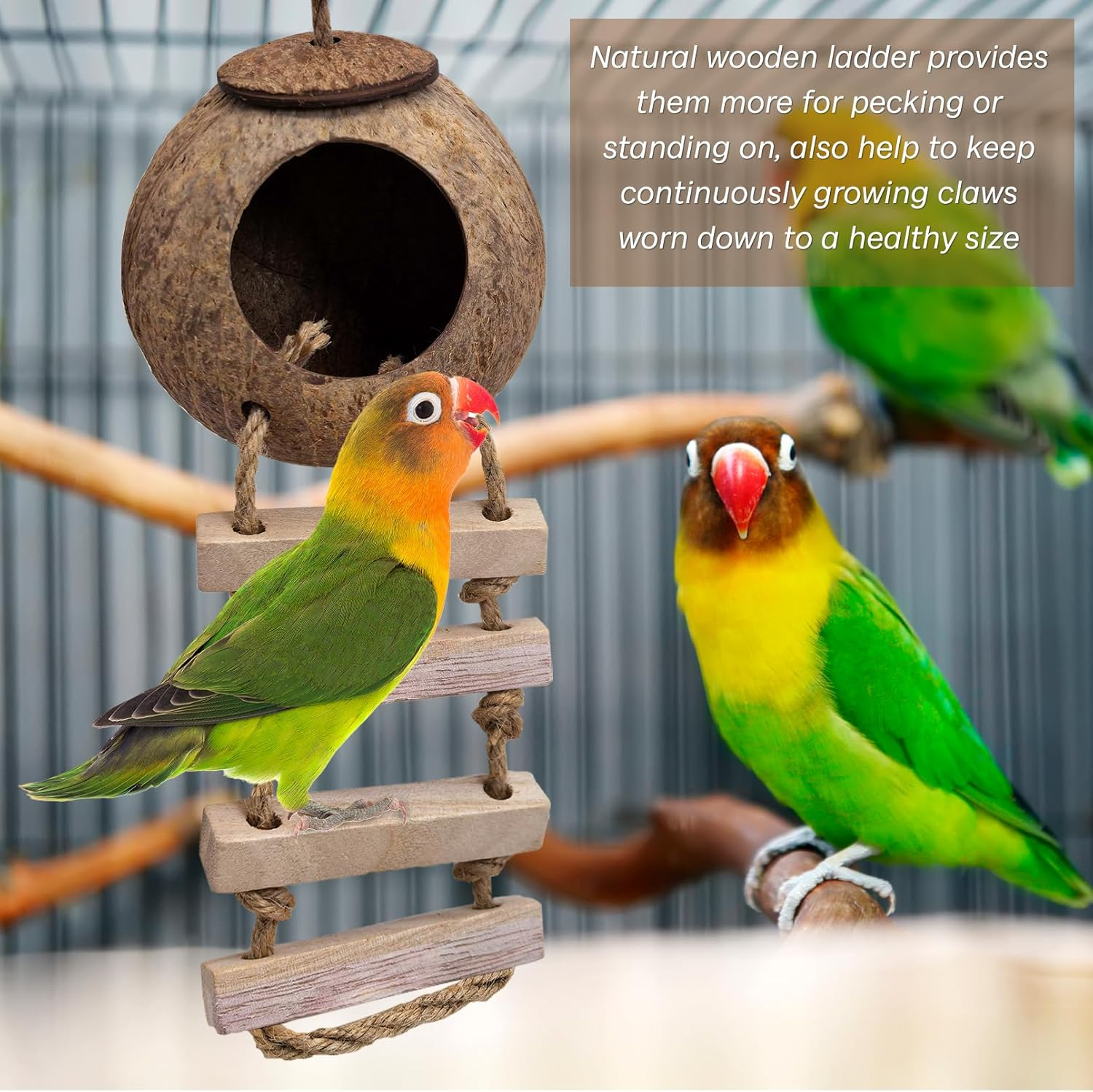 PINVNBY Coconut Bird Nest Hut with Ladder, Coconut Hiding Place Inseparable House Hanging Toy for Budgies Parakeets Cockatiels Parakeet Canary Finch Dove (With Natural Cocoon image number 2