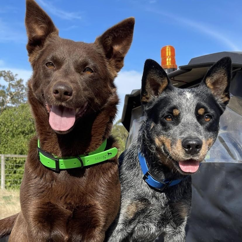 DROVERS Dog and Co Super Tuff Collars - Green - Stink Proof - Maximum Strength - Easy Clean (Small) image number 2