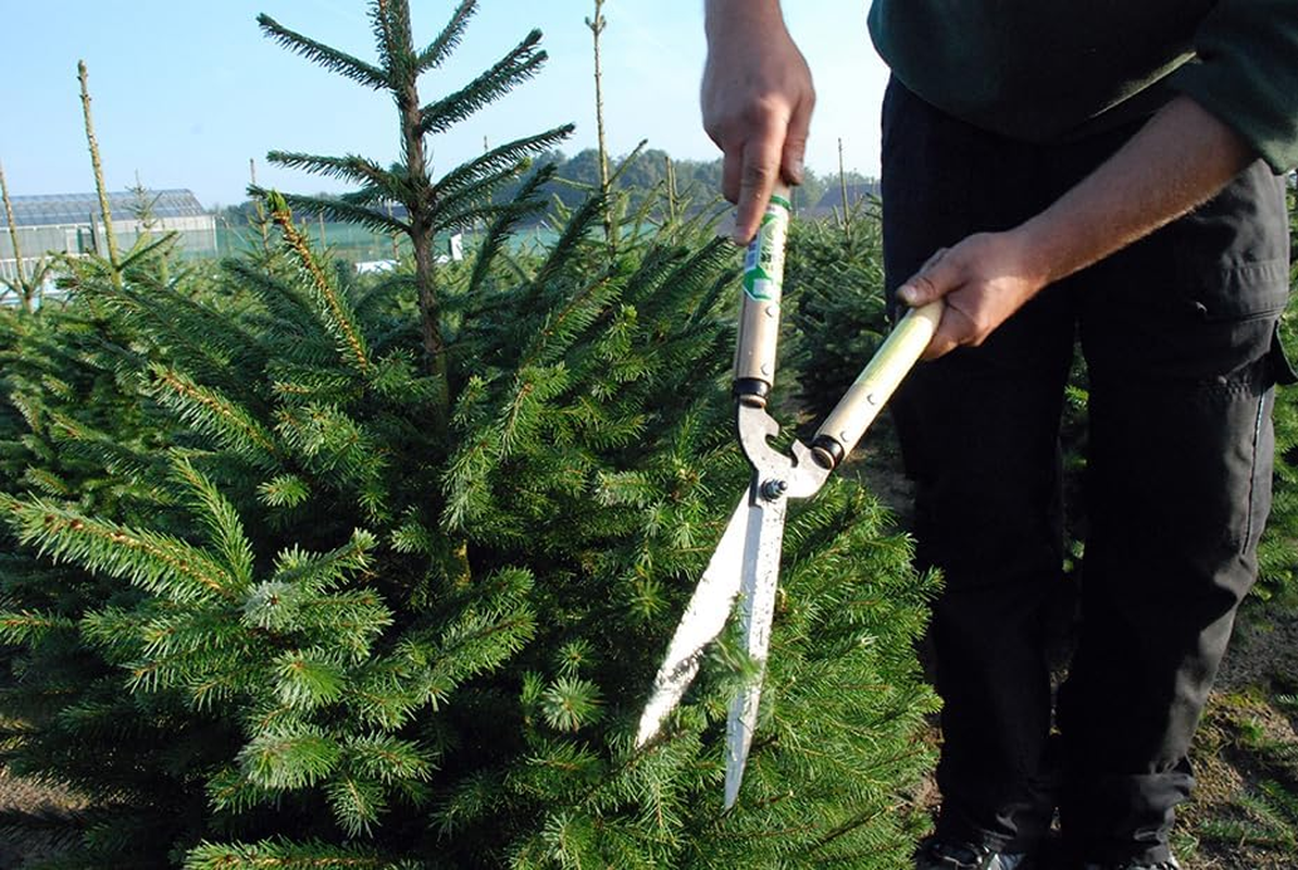 Okatsune No. 231 Trimming Shears, Type 65, Short Handle