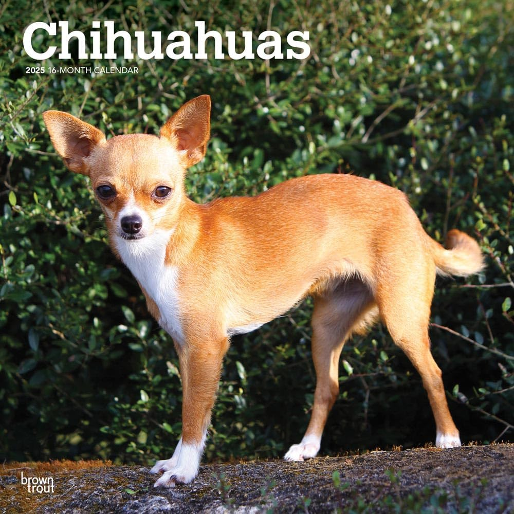 Chihuahuas | 2025 12 X 24 Inch Monthly Square Wall Calendar | Plastic-Free | Browntrout | Animals Small Dog Breeds Puppies image number 4