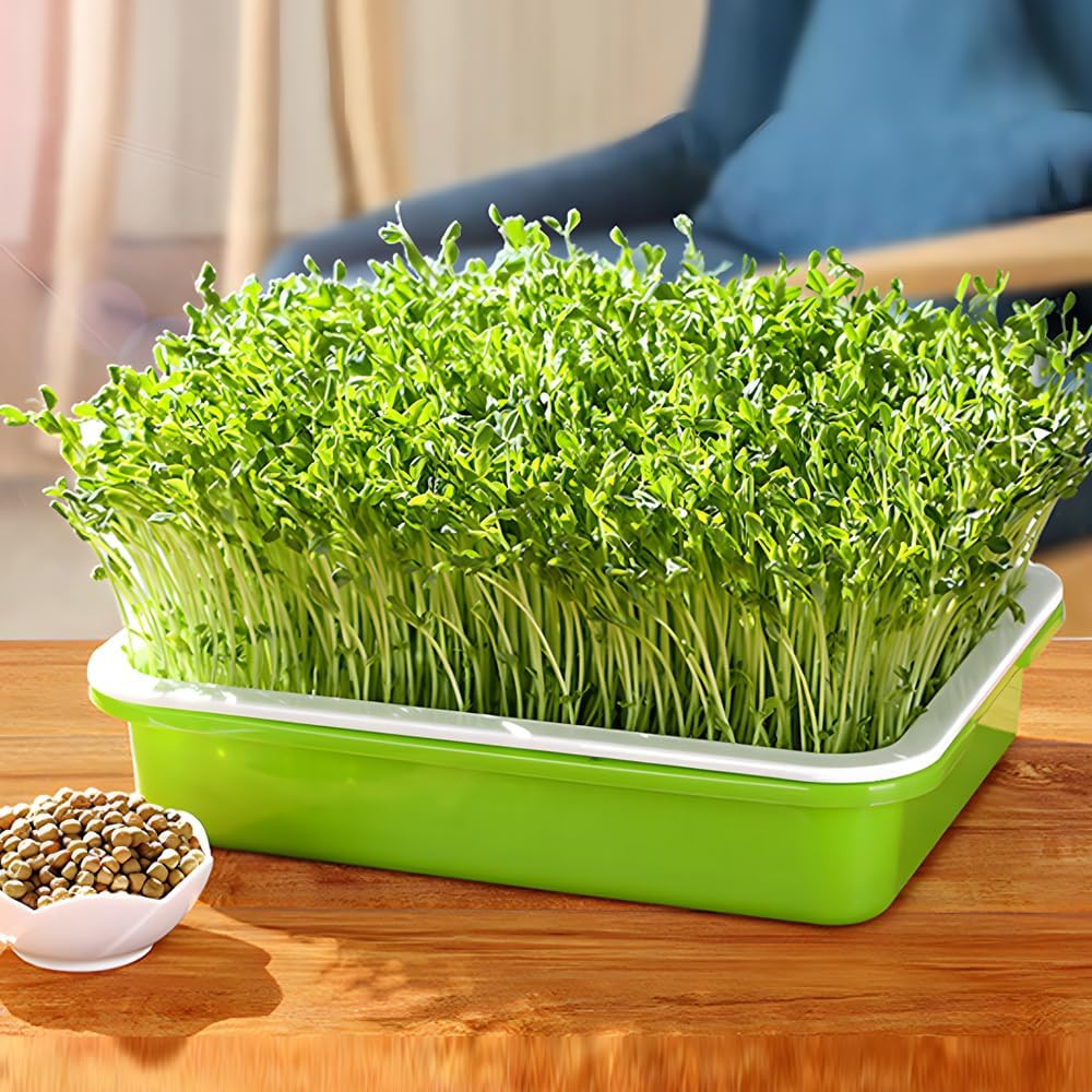 Lejoy Garden Seed Sprouter Tray BPA Free PP Soil-Free Big Capacity Healthy Wheatgrass Grower with Lid Sprouting Kit 13.4X9.84X4.72 Inches,Green image number 4
