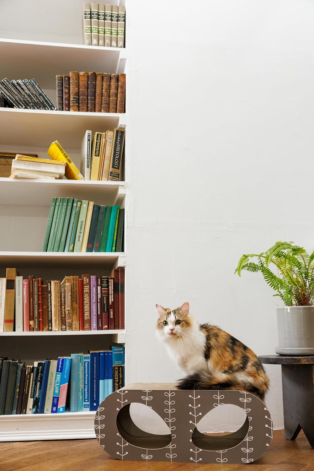 FAD PTFAP00220 Cat Scratcher Harappa Cha