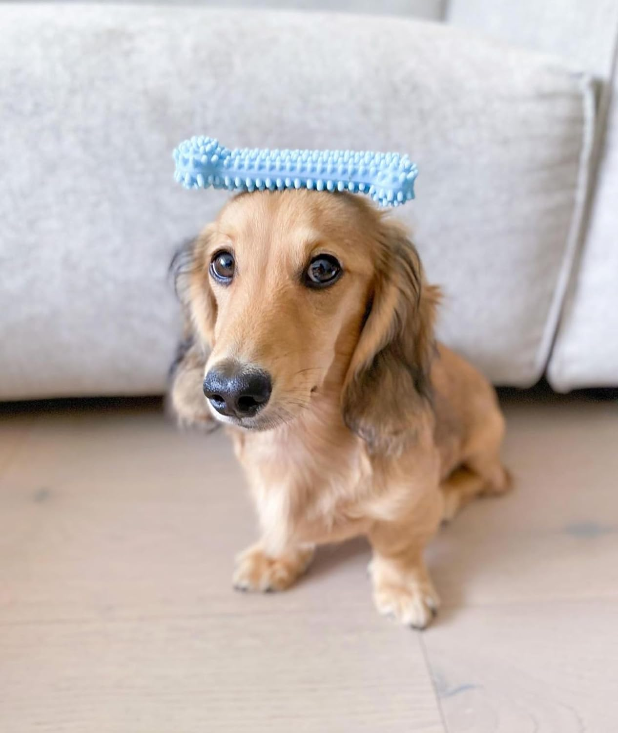 Nylabone Healthy Edibles Chicken Flavor Chew Toy Triple Pack 47 G, Blue