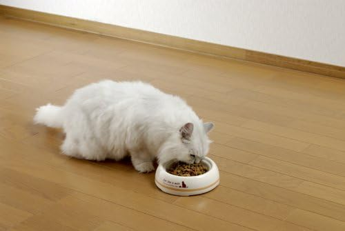 Ceramic, Easy to Eat Tableware, for Cats, Small