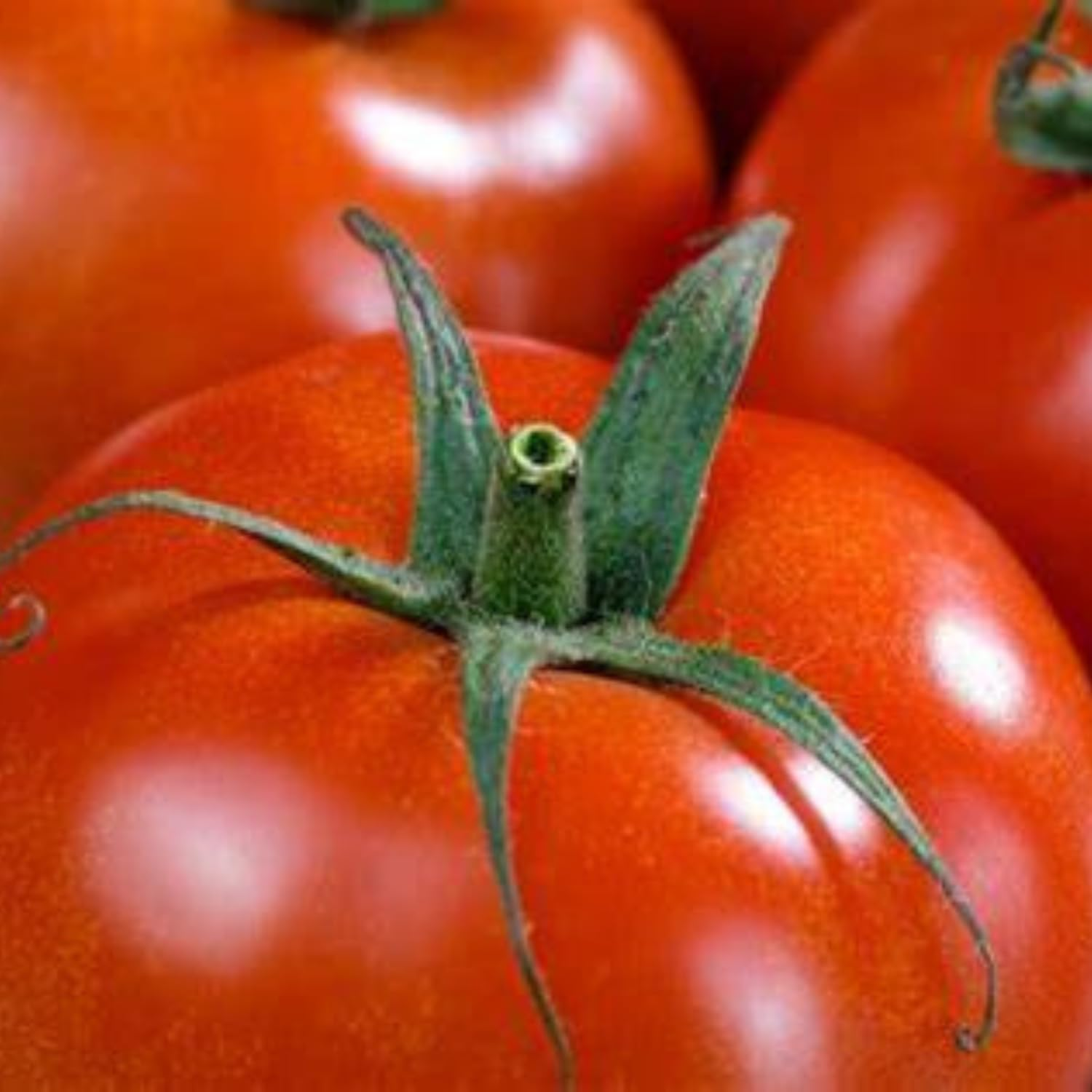 D.T. Brown Seeds - Tomato Grosse Lisse - 75 Seed Pack image number 1