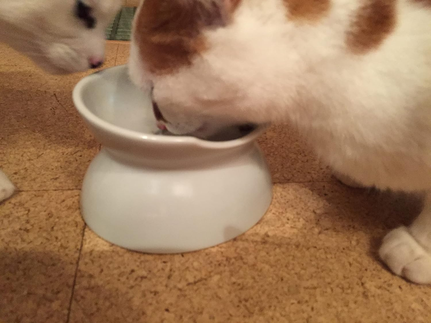 Hario Nyan Predouble, Other White, Cat image number 4