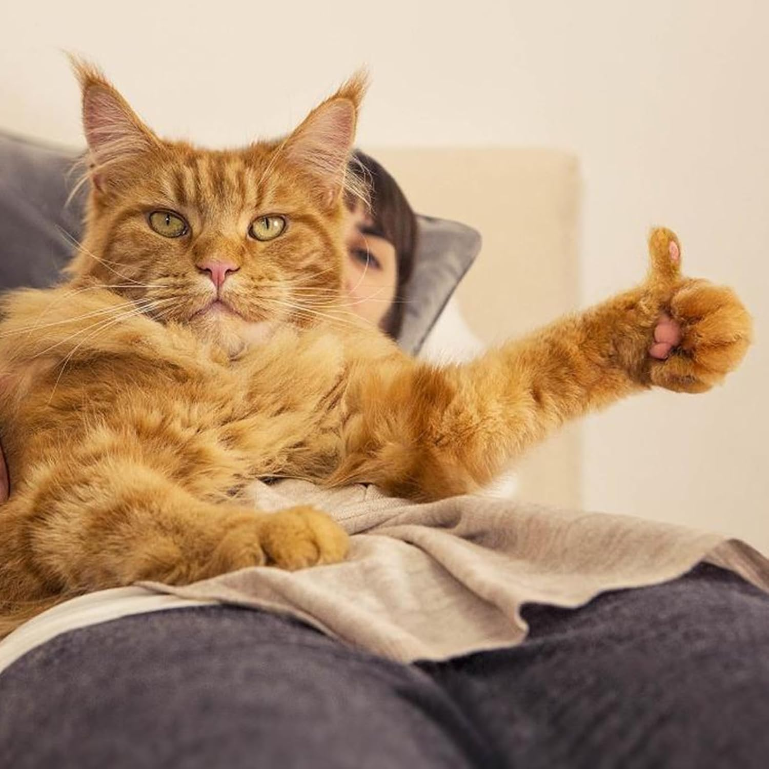 Large Cat Hammock Window Perch with 4 Suction Cups & Solid - Cat Window Perch for Ultimate Comfort (Grey) image number 6