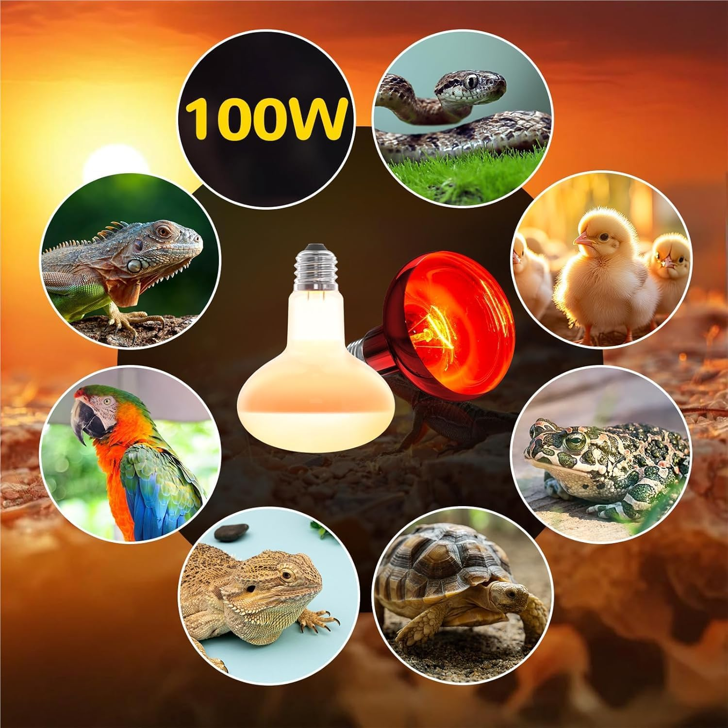 Glowup 100 W Heat Lamp Turtles E27 R80 Daylight Sun Spotlight and Infrared Heater 220 V Reptile Lamp Terrarium Heat Lamp UV Lamp Tortoise for Lizards, Turtles, Chicks image number 5