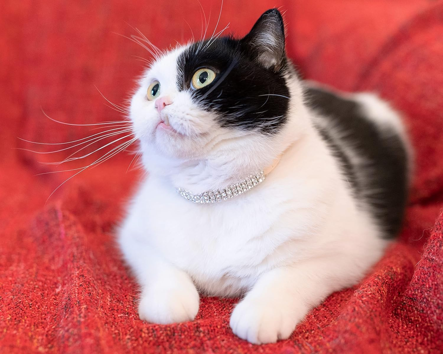 Cat Collar Rhinestone Jewelry PU Leather Suede Adjustableelastic Strap Kitten Puppy Bling Diamante Collar (Red, 1.0 * 28CM) image number 2