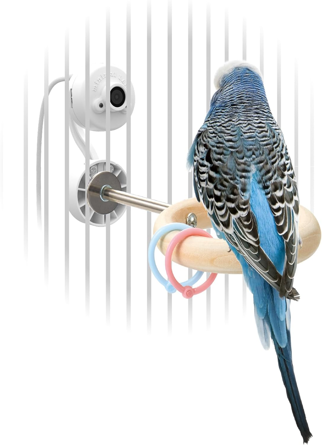 Minimal Land MB-439 Small Bird Ring Set of 2 with Charms, Camera Compatible, for Birds