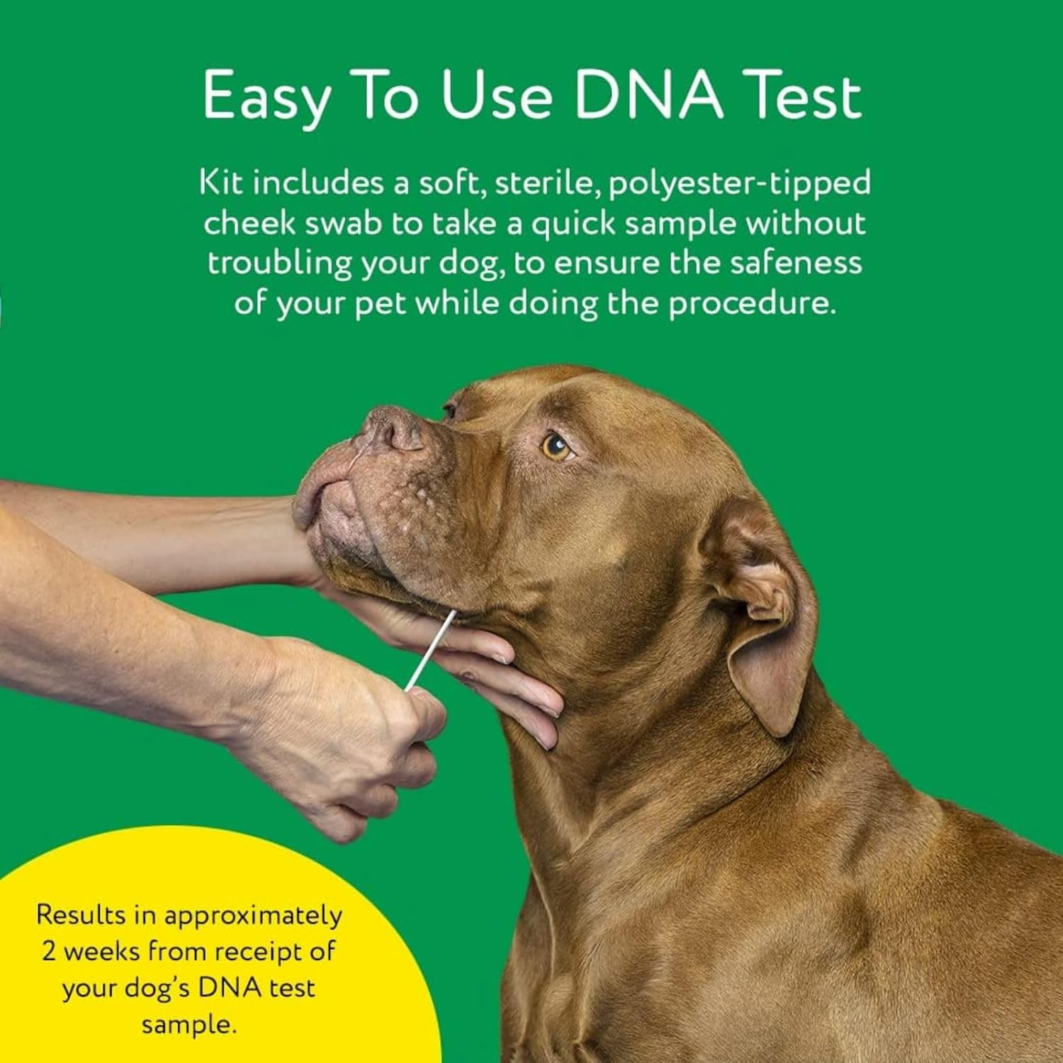 DNA MY Dog - Canine Breed Identification Test Kit - At-Home Cheek Swab Kit - Personality Traits by DNA My Dog image number 6