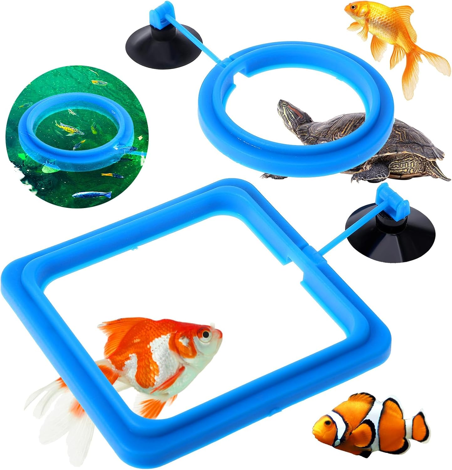 2 Pcs Fish Feeding Rings, Bule Aquarium Floating Plant Rings Fish Feeder Food Feeder Circle round and Square Aquarium Accessories for Bettas Guppy Goldfish Floating Plants in Place image number 5