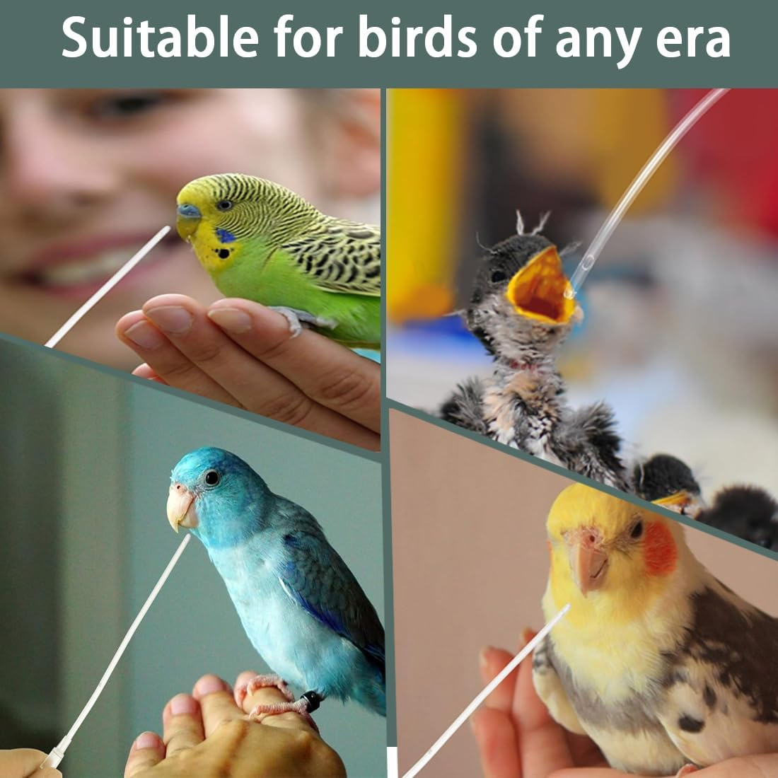 BIRLOZA Pack of 10 Young Birds Feeding Hose, Includes a 10 Ml Syringe, Pigeon Accessories, Feeder Food, Hand Feeding Tool for Baby Birds and Parrots, Milk, Water, Medication, Easy to Clean image number 1