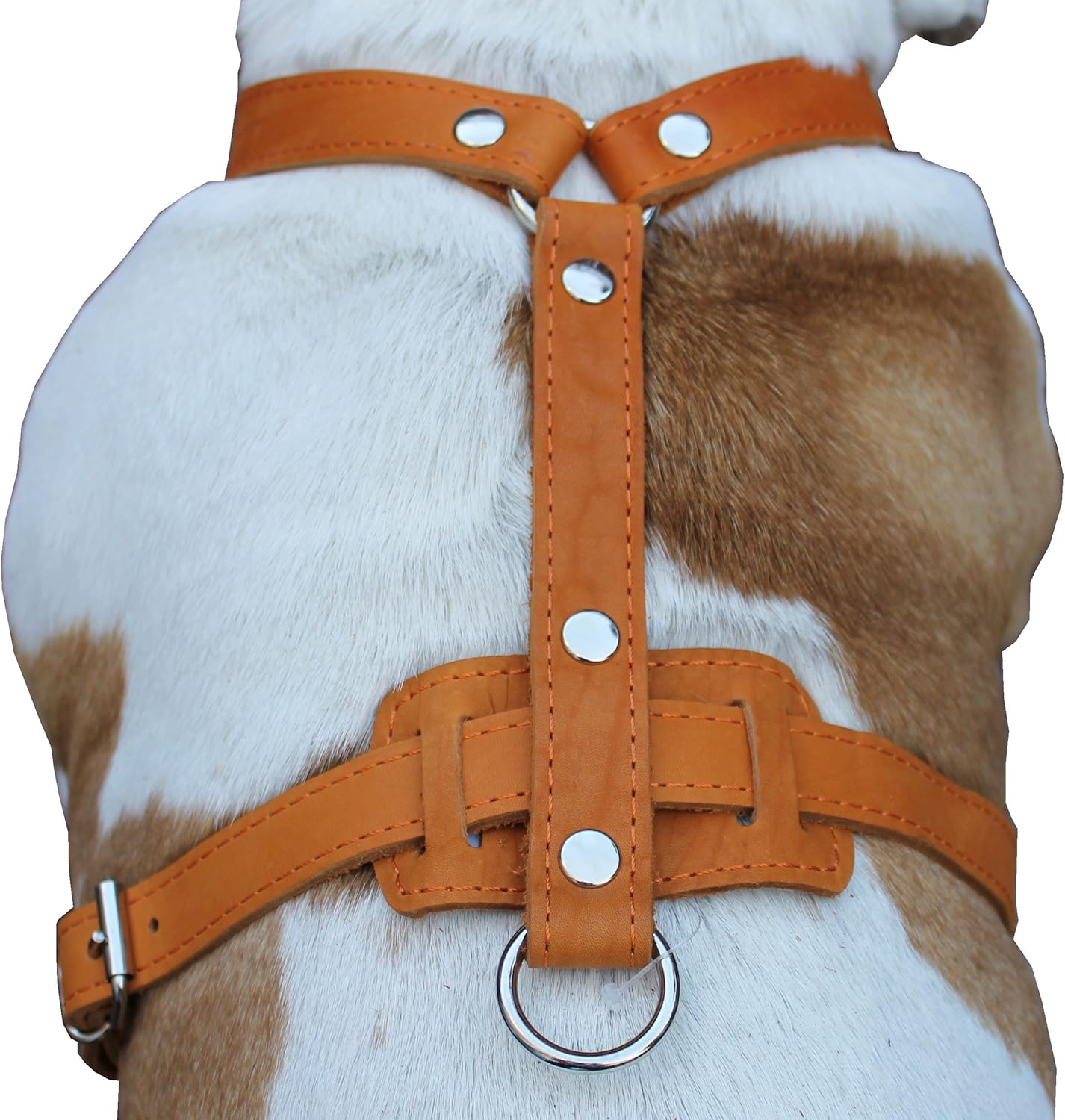 Genuine Leather Dog Harness 29-37 Chest 1 Wide Straps Doberman Pitbull Bullterrier image number 4