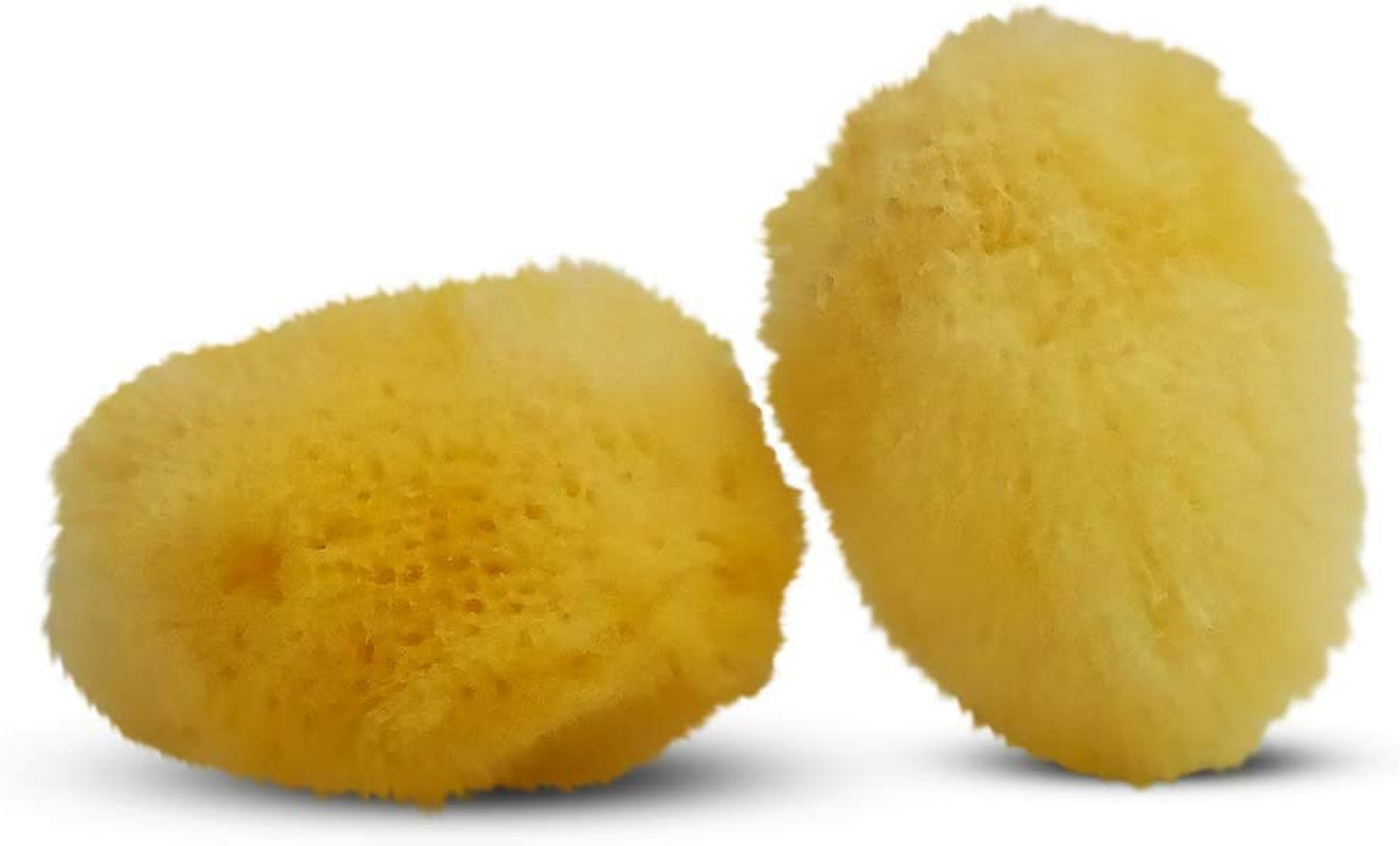 Sea Sponge image number 2