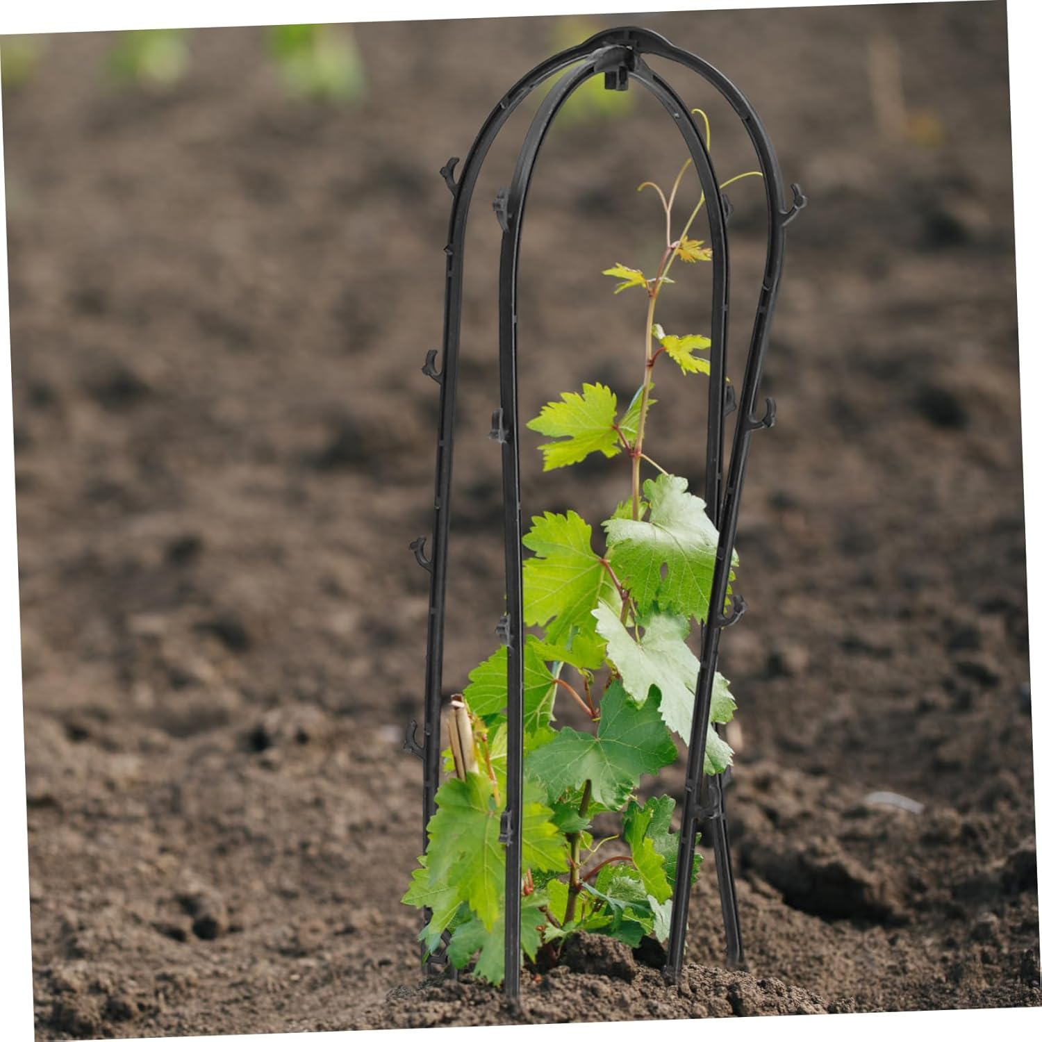 BESPORTBLE 6Pcs Indoor Plant Trellis Plastic Climbing Rack Comfortable Hand Feeling Gardening Plant Accessories image number 6