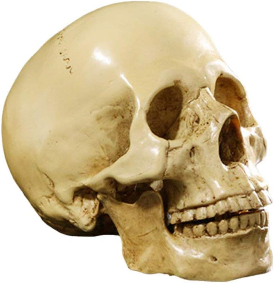 Model 1: 1 Resin Human Skull Anatomical Teaching Decoration Yellow image number 4