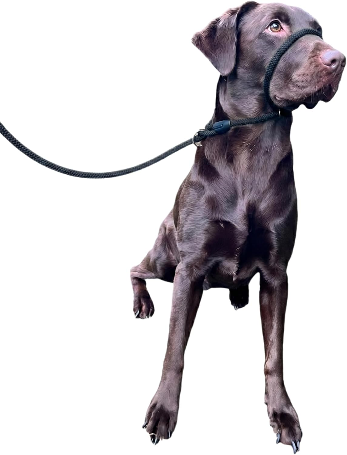 No More Pulling! anti Pull Lead Field Figure 8 / Halter/Head Collar One Size Fits All Super Soft Braided Nylon Comfortable Make Your Walks More Enjoyable -Instructions Included (Pink)