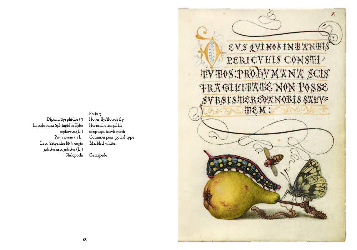 Mira Calligraphiae Monumenta: a Sixteenth-Century Calligraphic Manuscript Inscribed by Georg Bocskay and Illuminated by Joris Hoefnagel image number 5