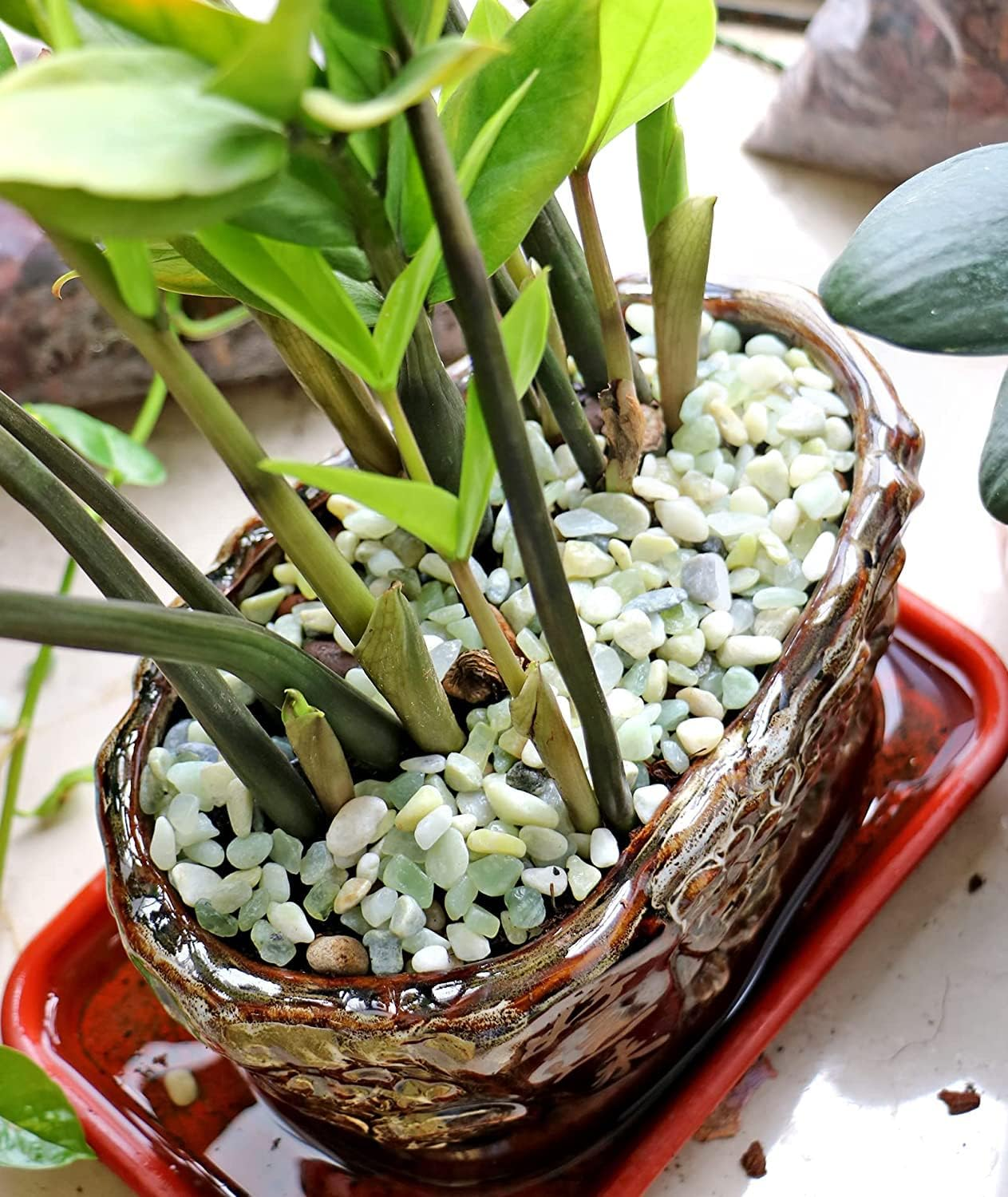 TOYPOPOR Garden Rocks image number 4