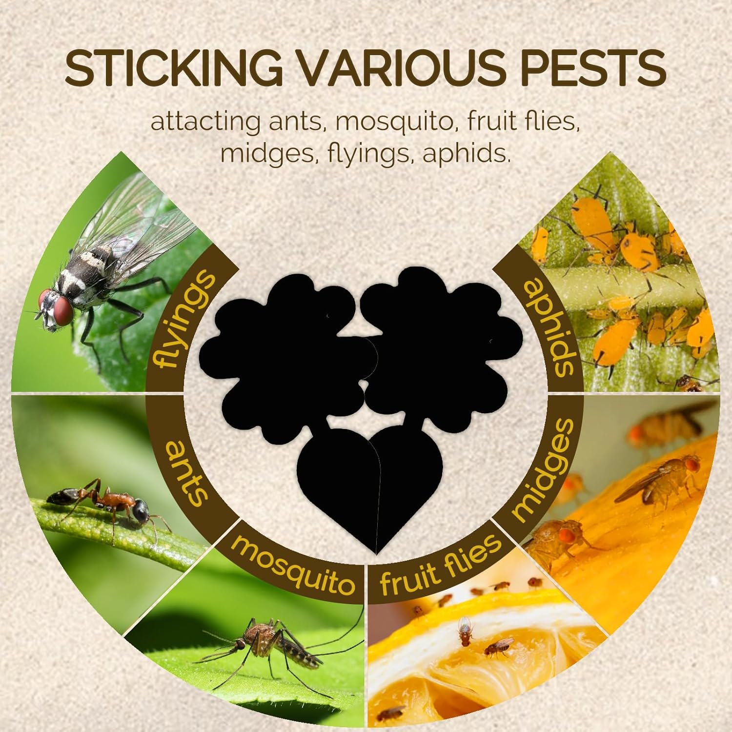 60Pack Gnat Trap Sticky, Fruit Fly Trap for Files Moths Mosquito, Waterproof Fly Trap, Non-Toxic, Harmless and Odorless, Friendly to Pets and Humans, Indoor and Outdoor Use, Black image number 2