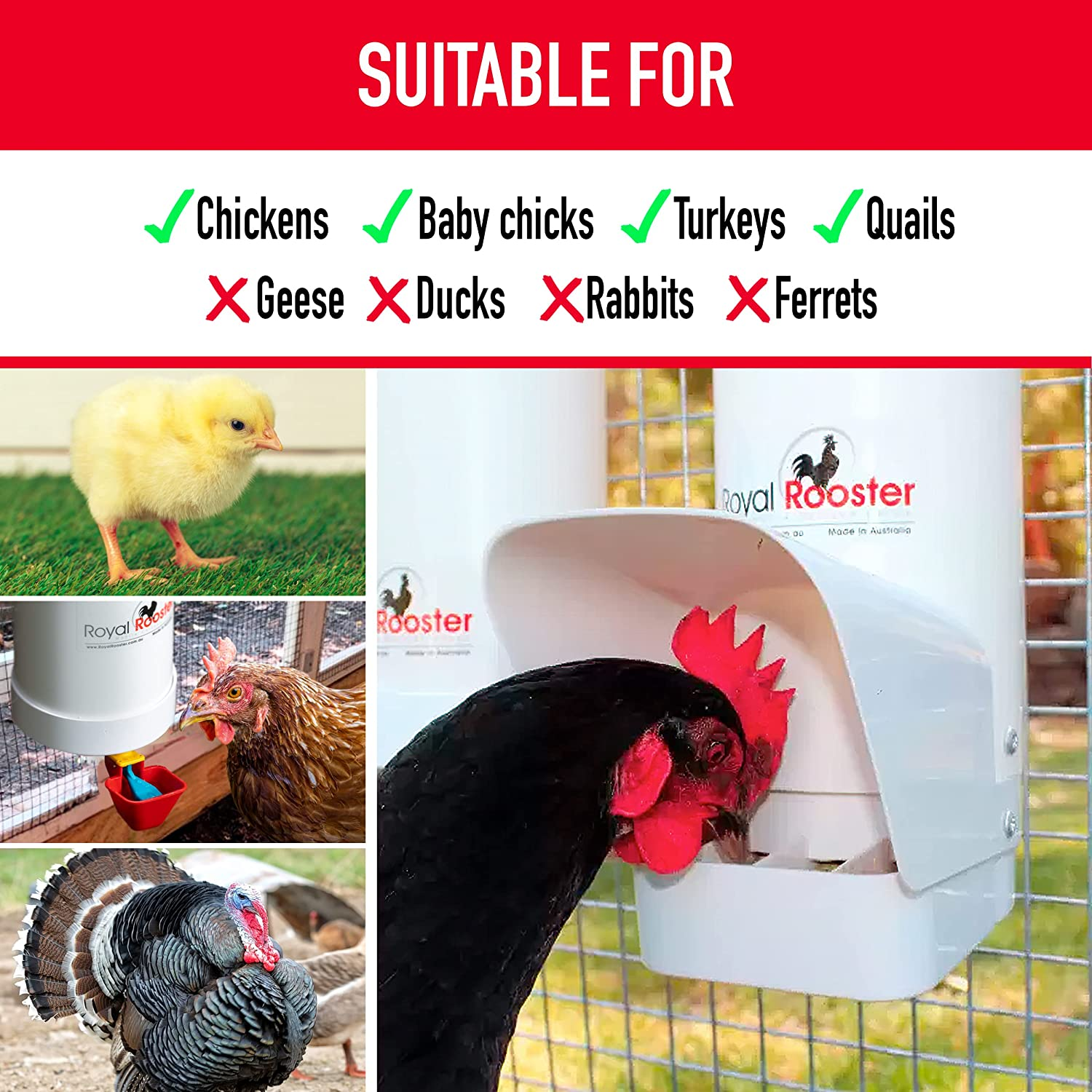 Royal Rooster Chicken Feeder and Chicken Waterer Set - 3 Kg Poultry Chicken Feeder with Rain Cover and 4 Litre Waterer System - Chicken Coop Accessories: Valve-Cup Waterer and Gravity-Feed Feeder Set image number 3