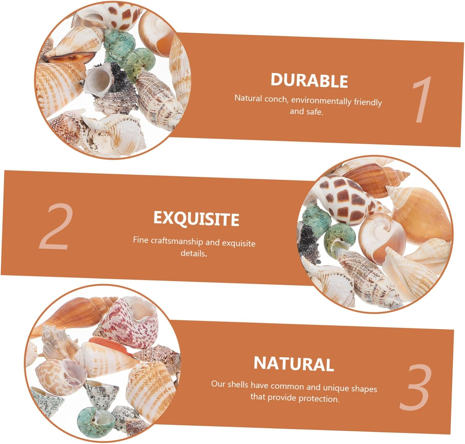 Angoily 1 Set Hermit Crab Conch Fish Tank Rocks Aquarium Conch Decor Beach Seashells Desk Top Decor Zen Garden Decor Ornament Pond Conch Decor Scallops Material Package Natural Conch image number 5