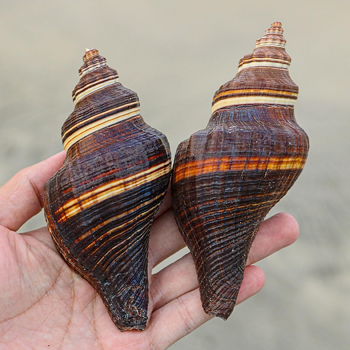 Shells,Conch Shell, for Decoration Natural Conch Shell 12-15Cm for Wedding Decor Beach Theme Party, Home Decorations,Diy Crafts(11~12Cm) image number 4