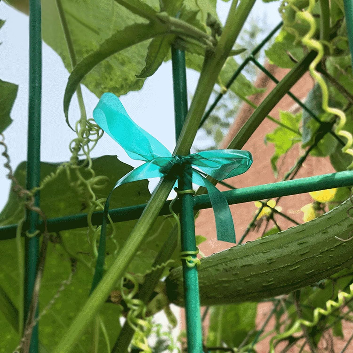 KINGLAKE GARDEN Stretch Tie Tape Roll-2 Rolls Total 295 Feet 1/2" Green Plant Garden Tie for Branches, Climbing Planters, Flowers image number 1