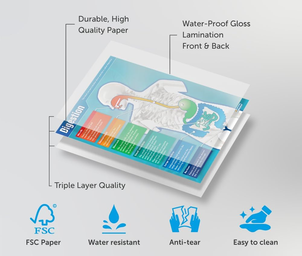 Digestion | Science Posters | Laminated Gloss Paper Measuring 850Mm X 594Mm (A1) | Science Charts for the Classroom | Education Charts by Daydream Education image number 3