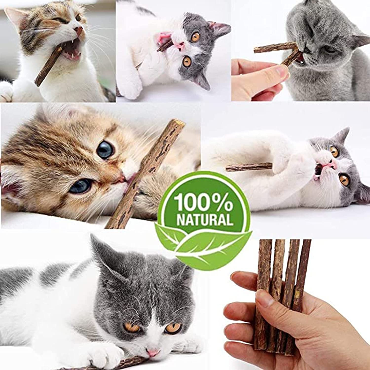 Ueerdand Organic Cat Chew Toys Natural Matatabi Silvervine Cat Teeth Cleaning Chew Sticks (50 Pcs) image number 4