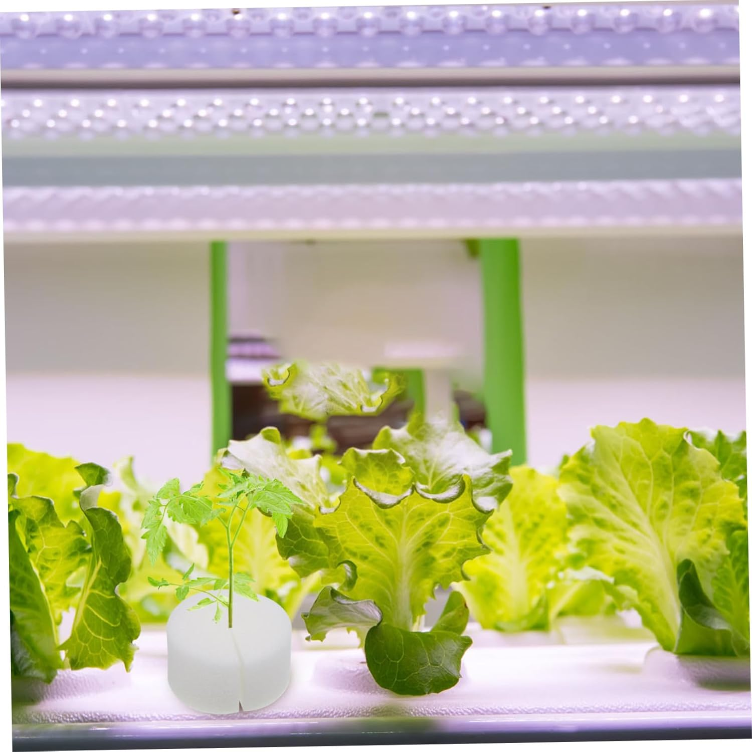 100Pcs Hydroponic Cotton Planting Sponge Soil-Block Hydroponic Planting Tool Sponges Blocks for Seed Germination Soilless Growing Vegetable image number 3