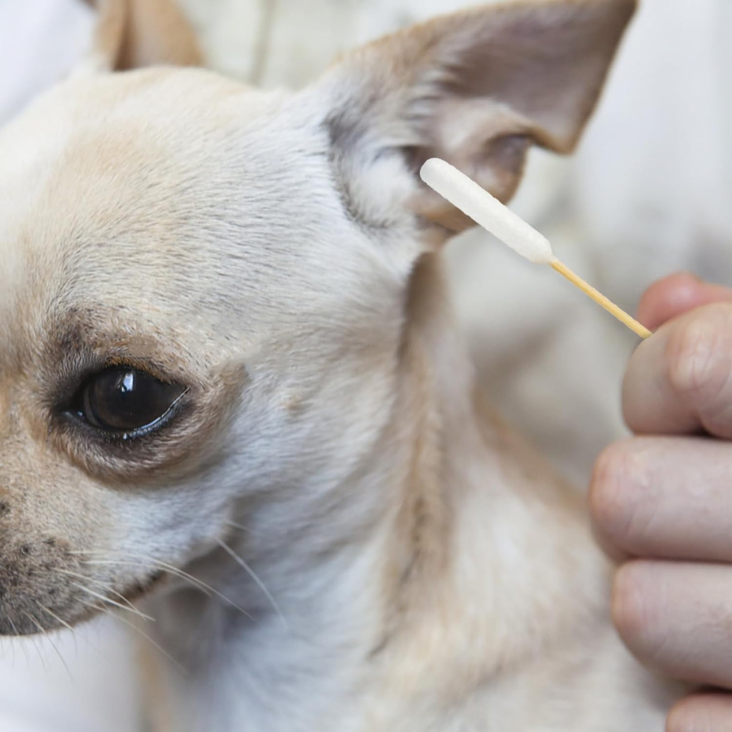Egaageoi Cotton Swabs for Dogs Ears - 100 Pcs 6-Inch Bamboo Long Cotton Swabs - Gentle and Effective Pet Cleaning, Grooming, and First Aid image number 3