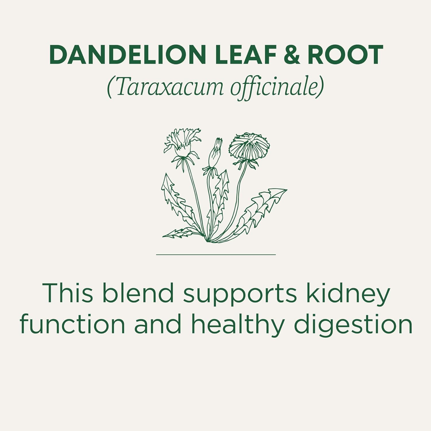 Traditional Medicinals Organic Dandelion Leaf & Root Herbal Tea (Pack of 1), Supports Kidney Function and Healthy Digestion, 16 Tea Bags Total image number 3