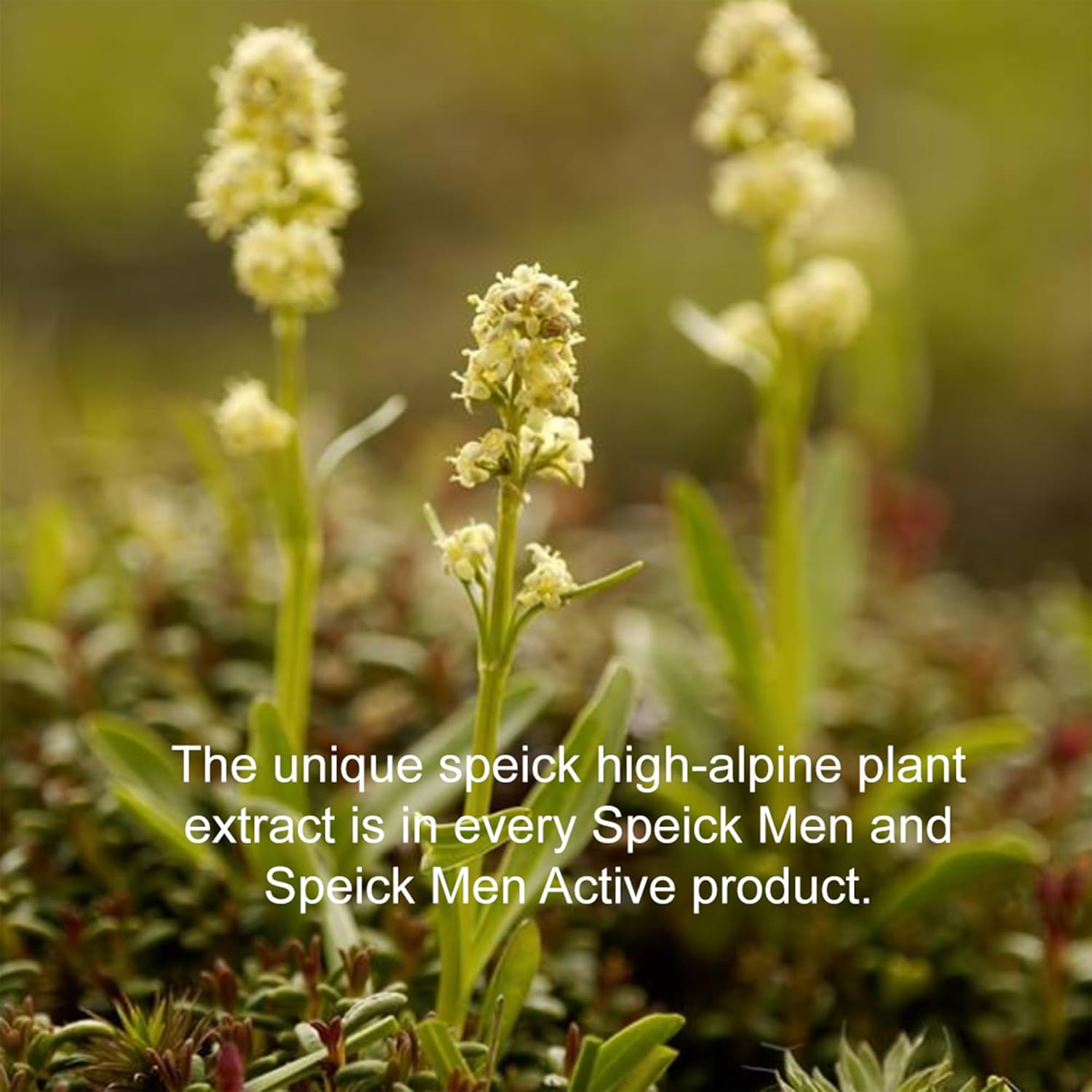 Speick Men Active Shower Gel, Revitalising Body Wash for Men, Body & Hair, 200Ml (Pack of 2) image number 5