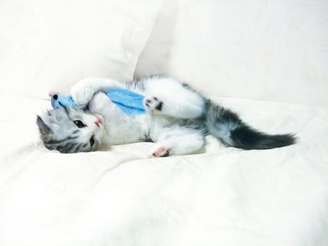 Kong Kong Cat Waba Mouse