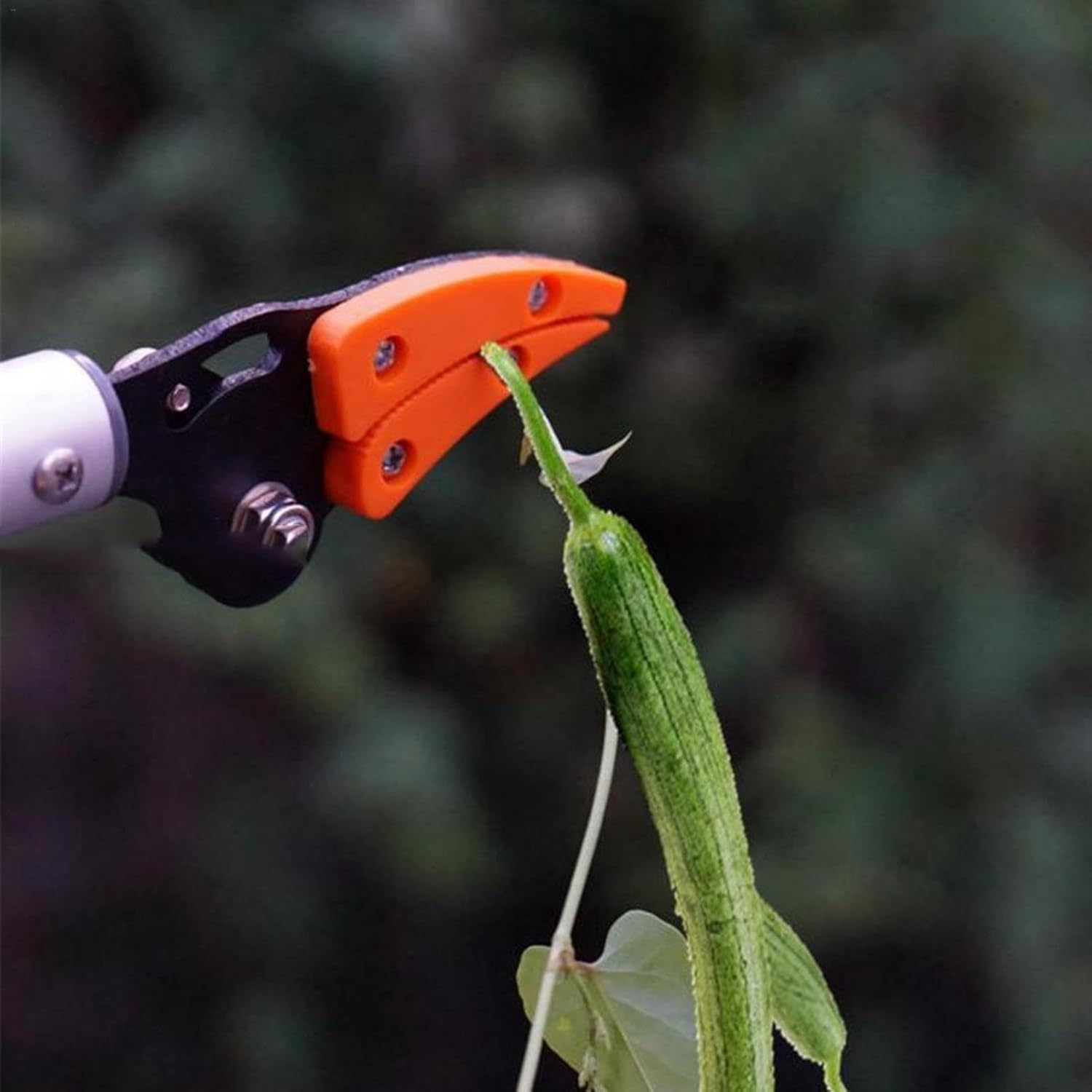 Cordoode Long Reach Pruner Secateurs | Cut and Hold Tree Pruner | Pole Pruners for Tree Trimming | Fruit Tree Pruners | Garden Tree Pruners for Tree Pruning and Deadheading