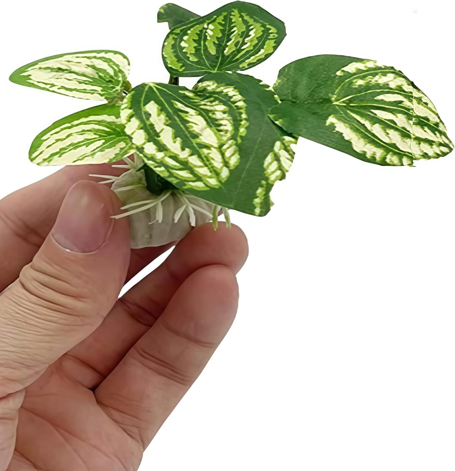 6Pcs Buddha Set,Fish Tank Decorations Aquarium Decoration Small Ornaments Accessories Betta Fish Rest Leaf Buddha for Household and Office Aquarium Simulation. image number 6