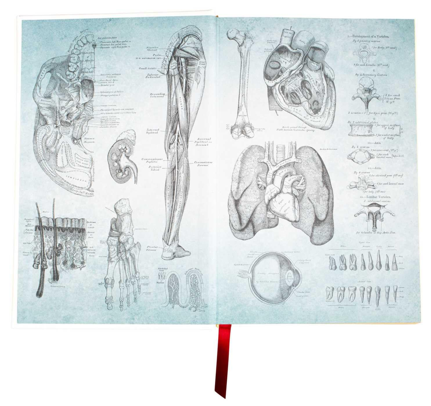 Gray'S Anatomy: Anatomy Descriptive and Surgical image number 5