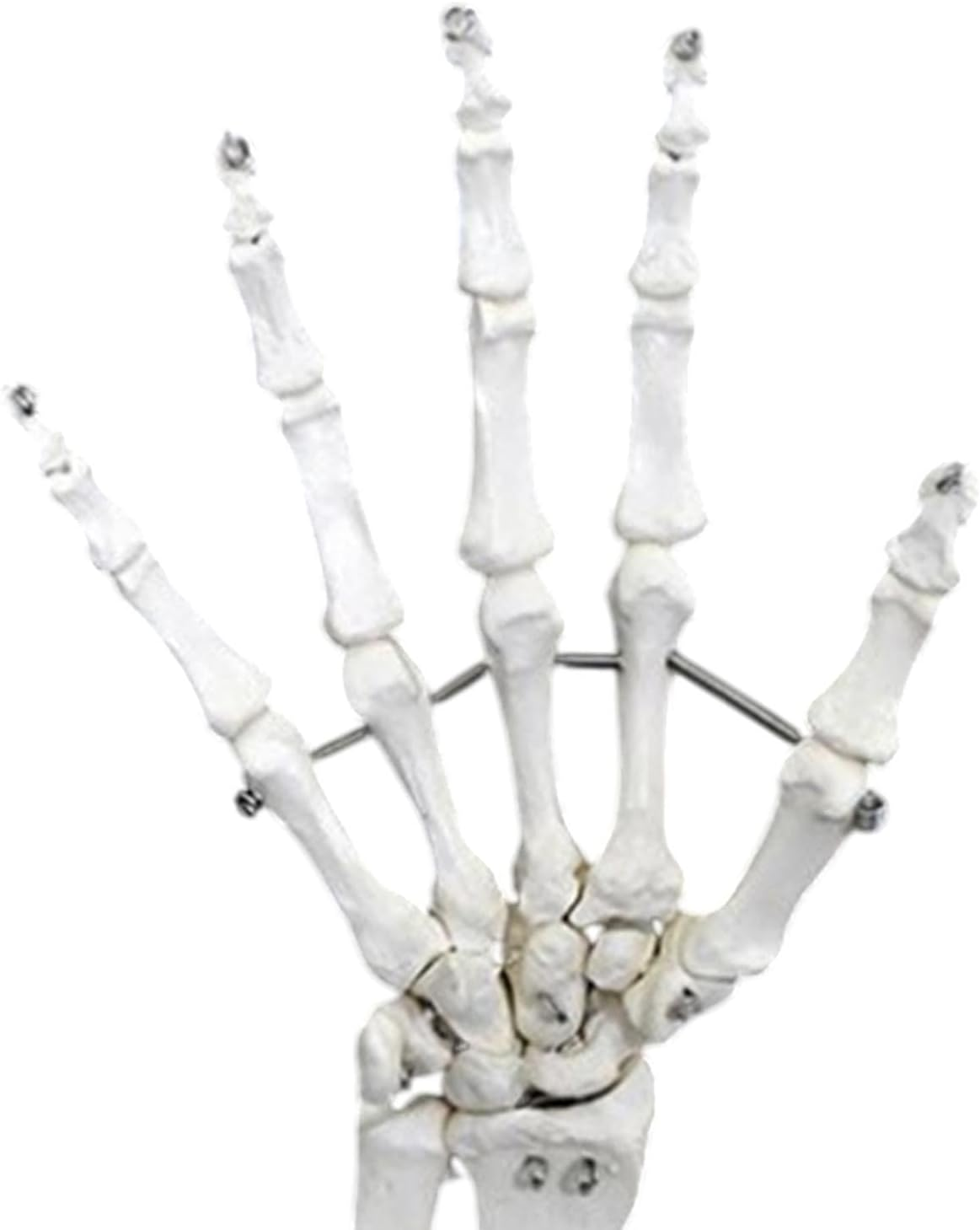 Eigell Human Joint Model for Educational Purposes, Medical Display Tool, Skeleton Structure for Science Learning, Hand