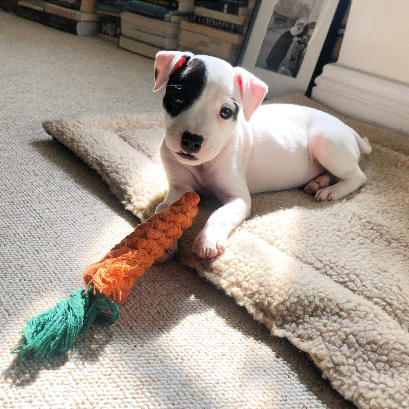 25 Pack Dog Toys Aggressive Chewers,Hmnxg Puppy Toys Chew Toys Dog Toys for Small Dogs Rope for Medium to Large Dogs - 25 Pcs image number 5