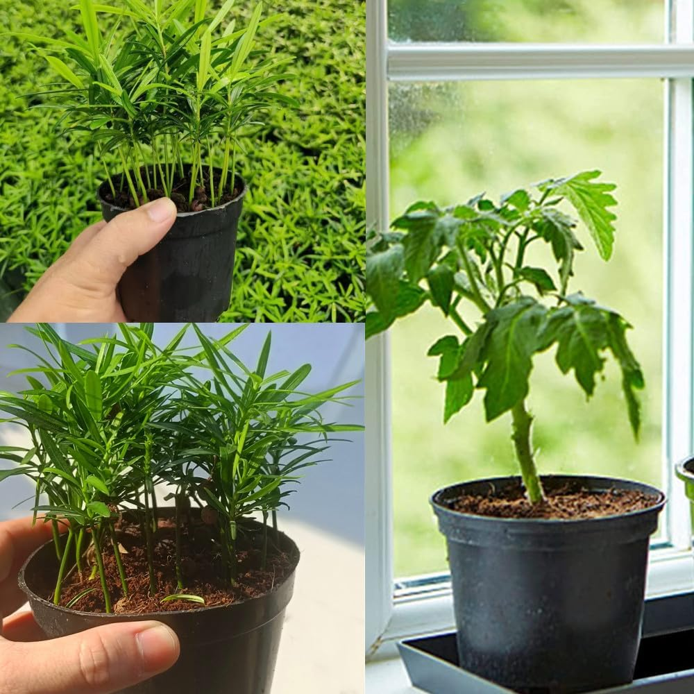 40 Pcs Packs Nursery Pots, 4 Inches Thickened Plastic Planting Pot, Seed Starting Pot F or Flower Seedling, Succulents, Cuttings,Transplanting image number 2