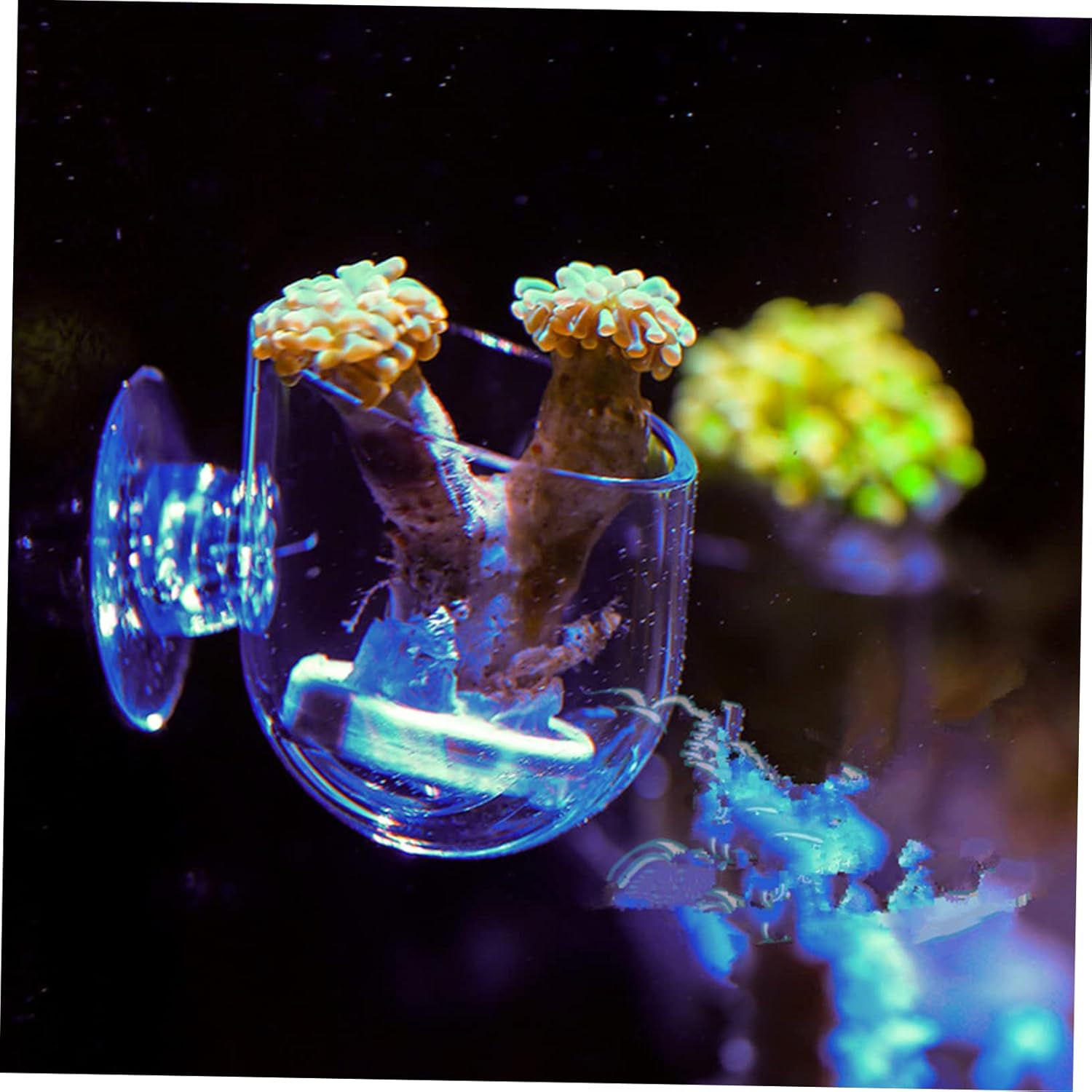 ORFOFE 4Pcs Acrylic Fish Food Feeders Red Worm Holders Fish Tank Feeding Supplies Blood Worm Dispenser for Aquarium Plants and Aquatic Pets image number 1