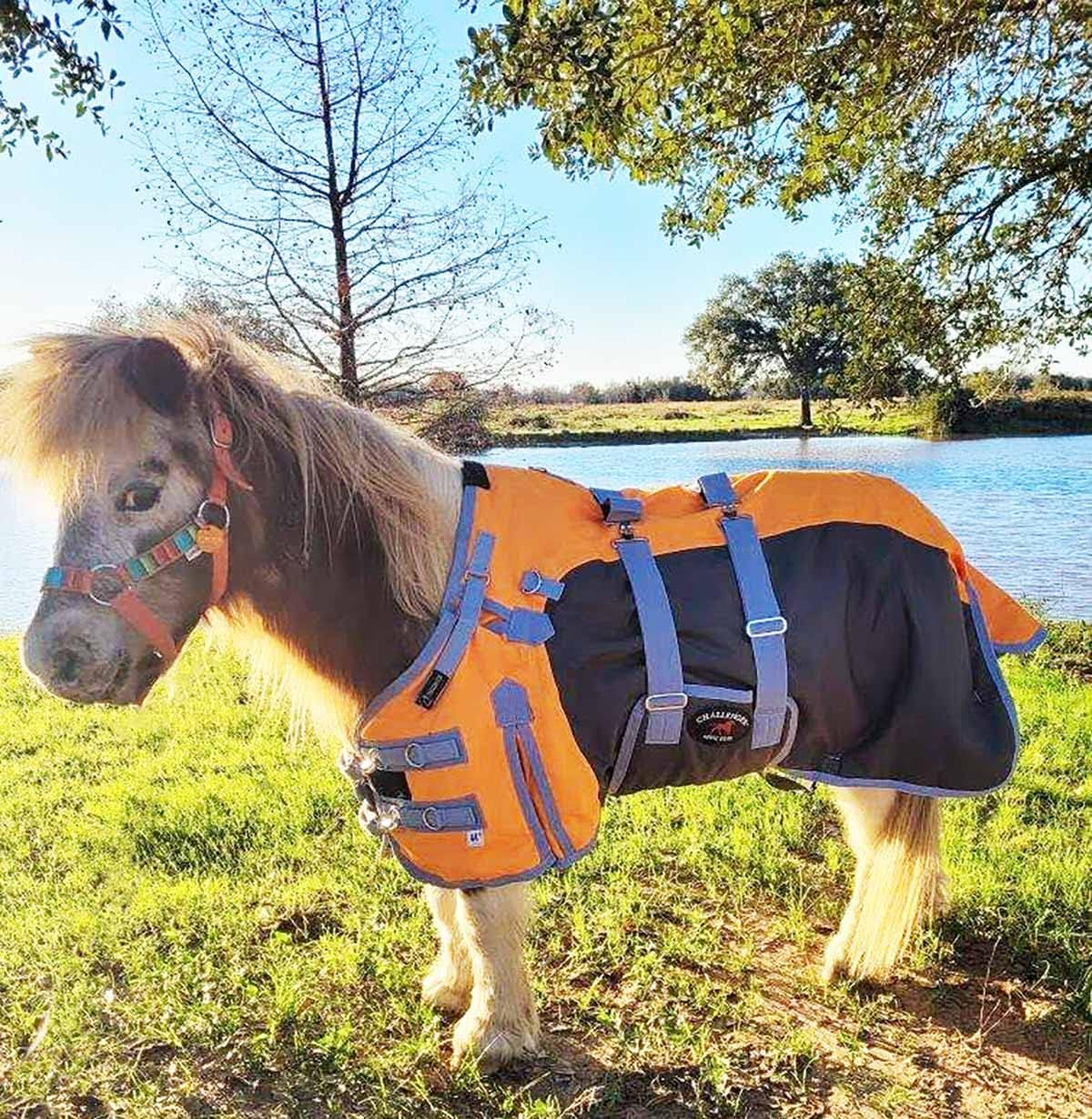 Challenger 60" 1200D Turnout Ripstop Waterproof Breathable Miniature Mini Weanling Donkey Pony Horse Foal Goat Winter Blanket Coat Cover Orange Grey 51973OR image number 2
